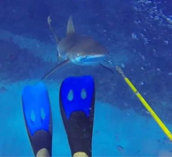 Mergulhador registra momento em que quase é atacado por um tubarão [vídeo]