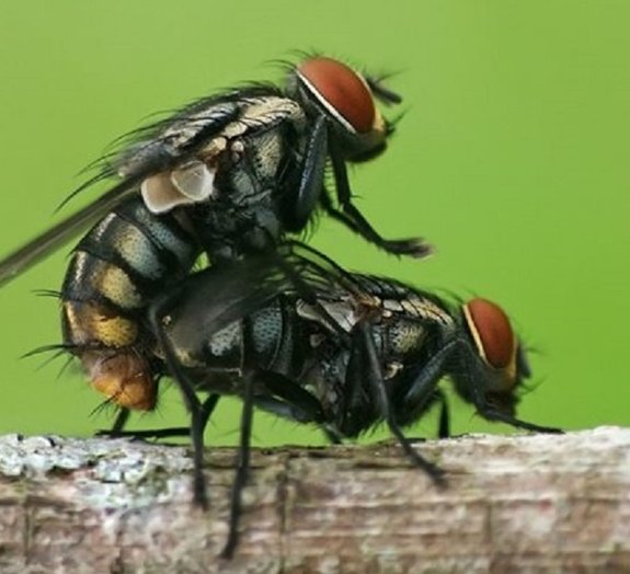 Cientistas conseguem controlar mente de moscas com laser