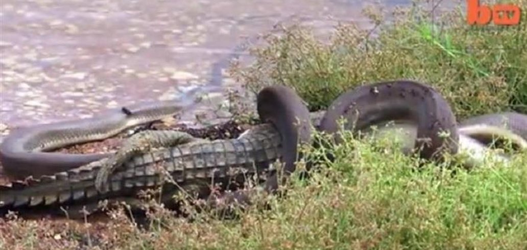 Em vídeo impressionante, cobras são flagradas lutando em reserva da  Austrália