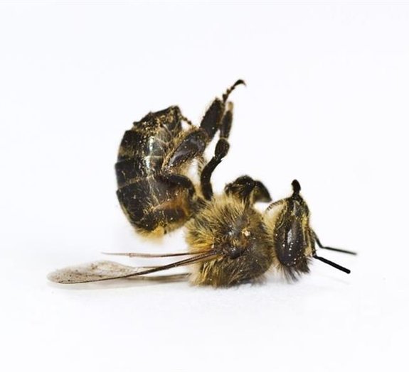 Por que as abelhas estão morrendo subitamente?
