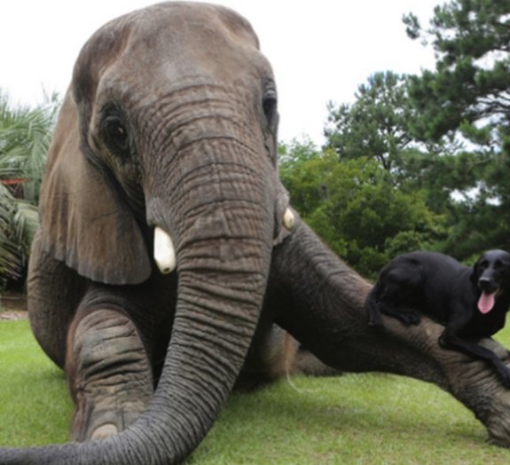 Quem imaginaria que um cão e um elefante poderiam ser melhores amigos?