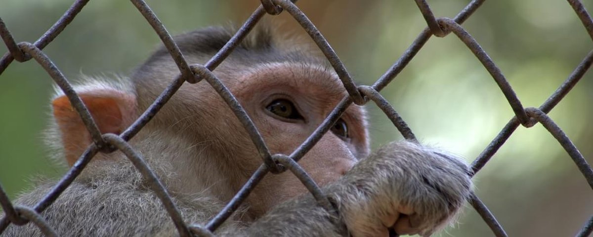 Os macacos poderiam ser ensinados, pelo menos de uma maneira muito