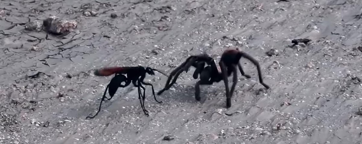 Aranha armadeira e vespa cavalo do cão qual vai vencer? 