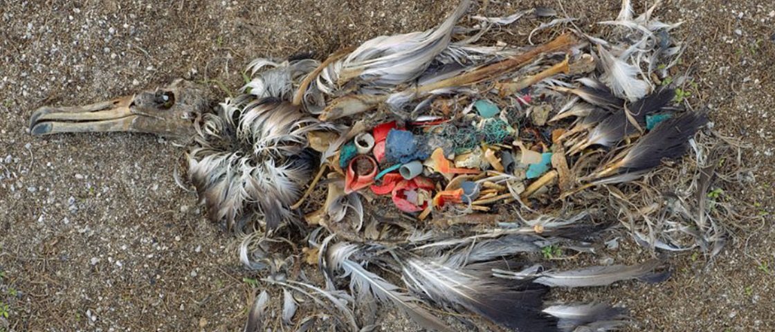 Estas 19 imagens vão fazer você repensar sua postura sobre o meio ambiente