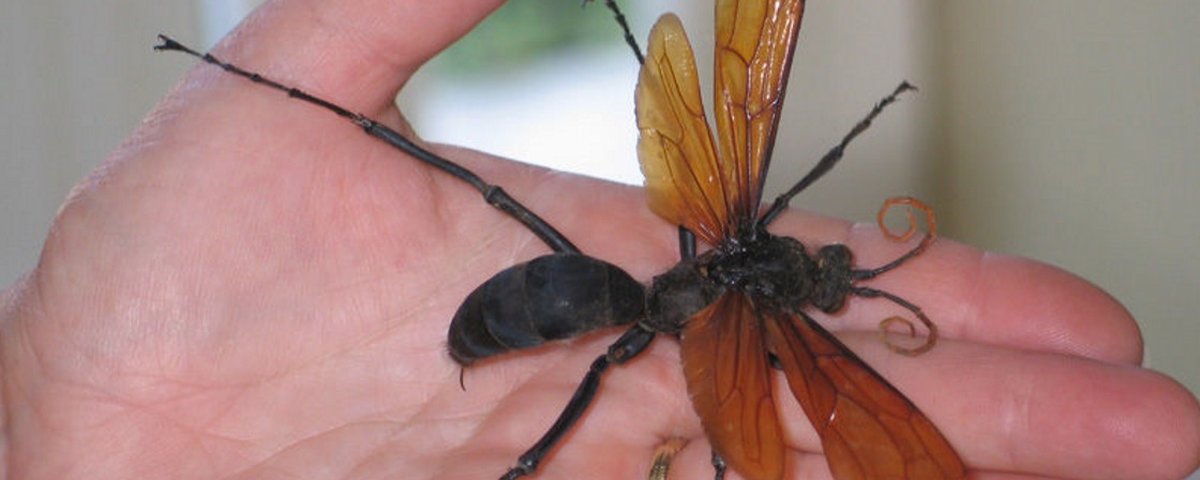 Conheça as vespas 'caçadoras' de aranha, Terra da Gente