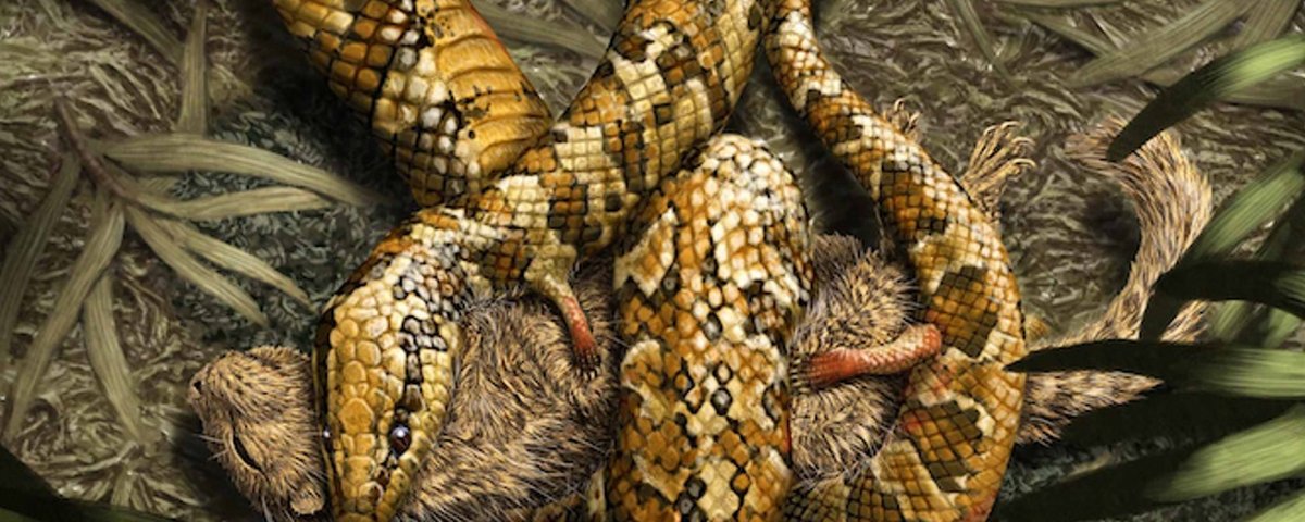 Fóssil de 'cobra de quatro patas' não é cobra, mas um lagarto antigo,  revela novo estudo