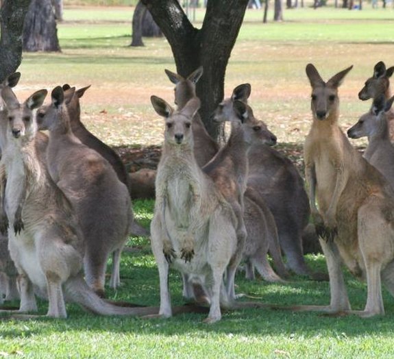 Por que as koalas têm o marsúpio voltado pra baixo? Outros marsupiais são  assim? - Quora