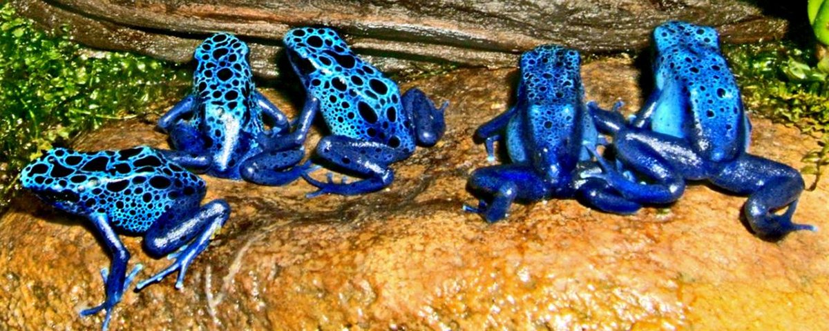 Vídeo flagra serpente azul devorando cascavel venenosa - Mega Curioso