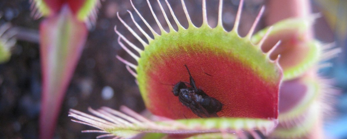 Conheça 6 tipos de plantas carnívoras impressionantes - Mega Curioso