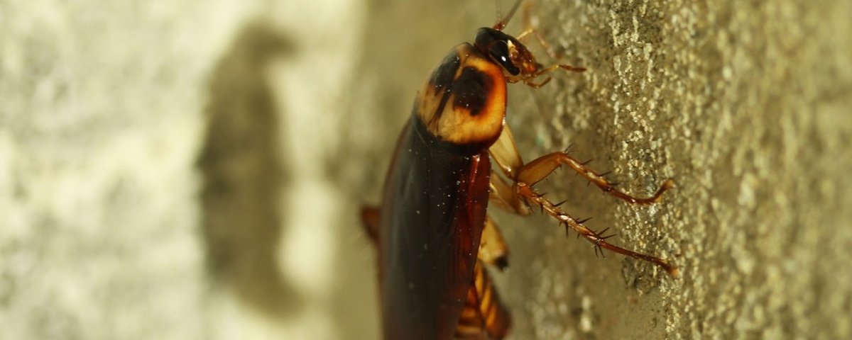 Gente eu coloquei barata mais não é tão barata assim, é mais de