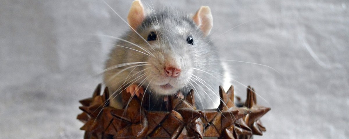 Há 10 milhões de anos, o Acre era habitado por ratos pré-históricos do  tamanho de humanos