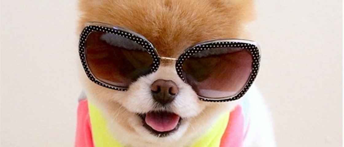 12 animais que se vestem melhor que muita gente por aí