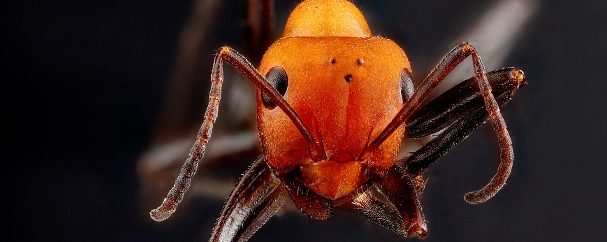 O que acontece com uma FORMIGA CAINDO DE UM PRÉDIO? 🐜 Não precisa se