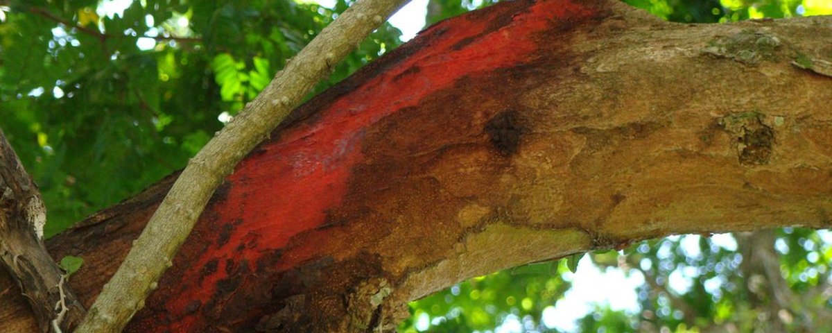 9 curiosidades sobre o pau-brasil, a árvore que dá nome ao nosso país -  Mega Curioso