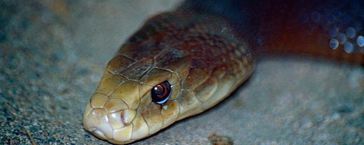 Top 5: As cobras mais venenosas do mundo