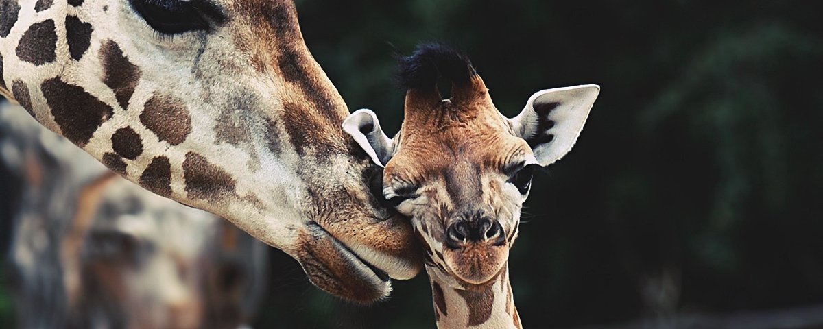 Os 10 animais mais 'cientificamente fofinhos' do mundo - Mega Curioso