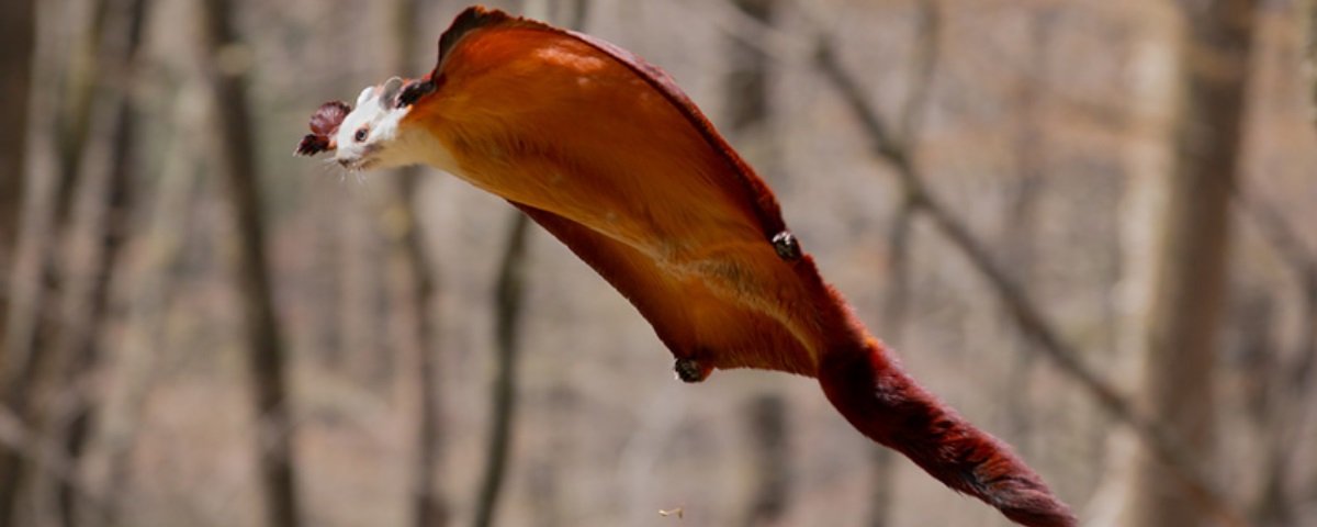 O gato com o salto mais alto do mundo tem vídeos incríveis no  -  Mega Curioso