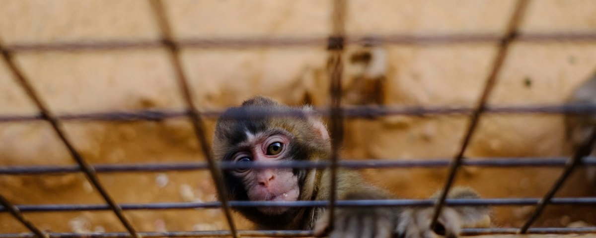 Terra é um imenso zoológico feito para diversão alienígena