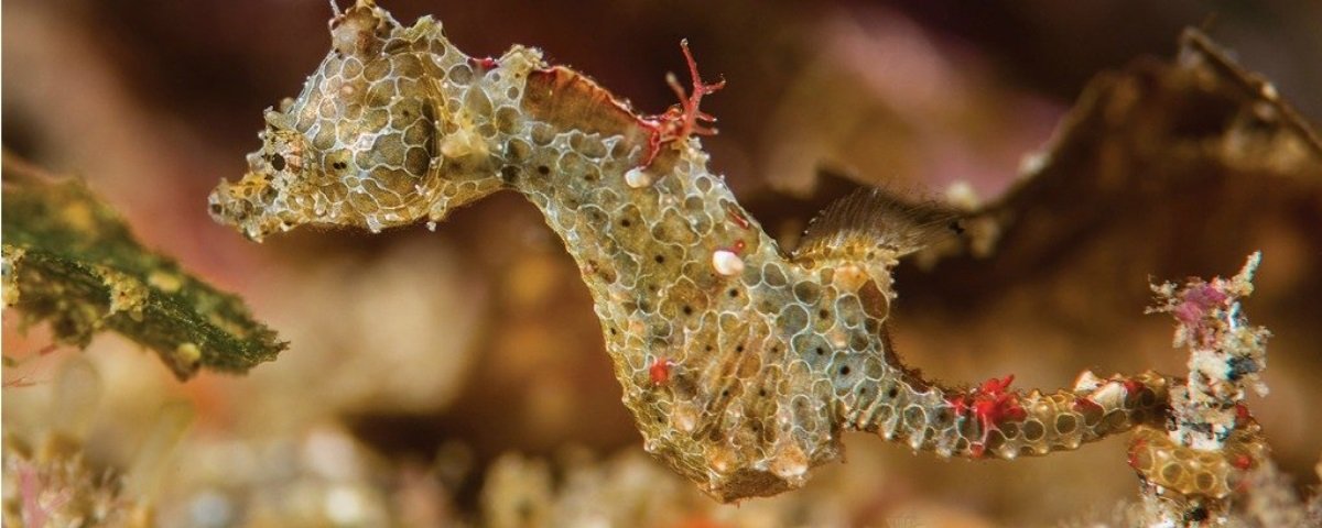 Biodiversidade mais próxima do que você pensa.: CAVALO MARINHO