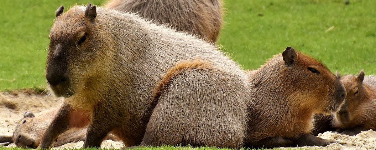 ME DEIXA DORMIR!!!!!!!!  Capivara, Capivaras, Comportamento dos