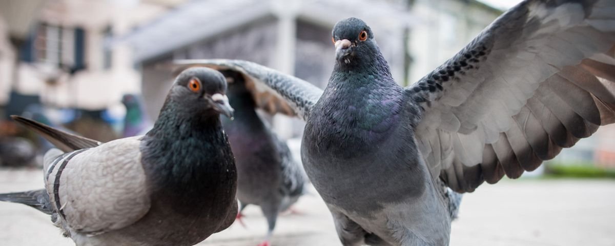 Um pombo de close-up em um fundo da cidade gerado por ai