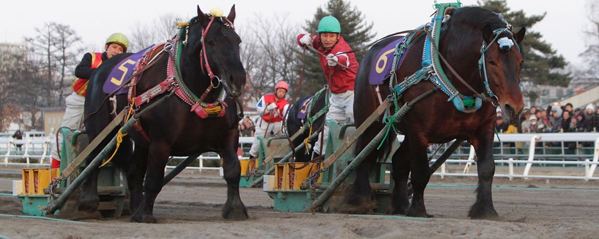 Saiba mais sobre turfe, a corrida de cavalos