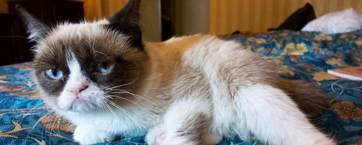 Morre 'Grumpy Cat', a gata celebridade da internet, protagonista