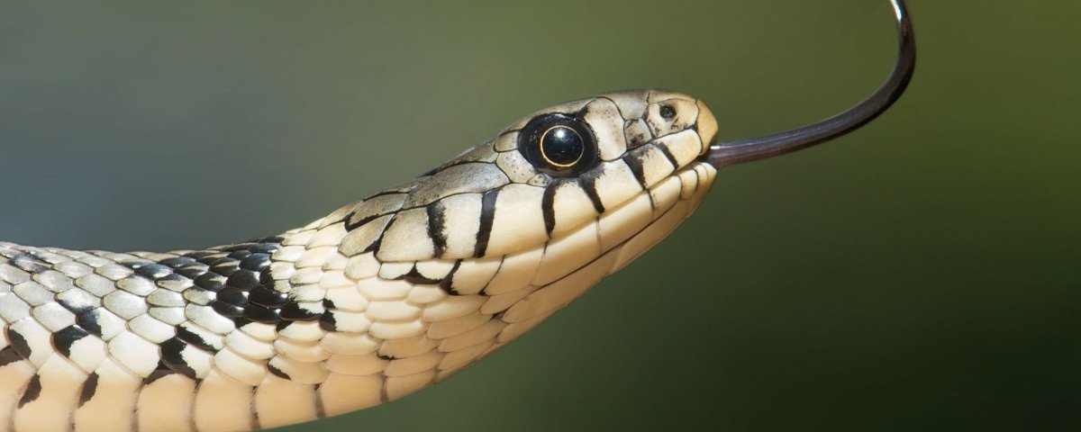 Cobras escutam e reagem aos sons, sugere estudo da Austrália - Giz