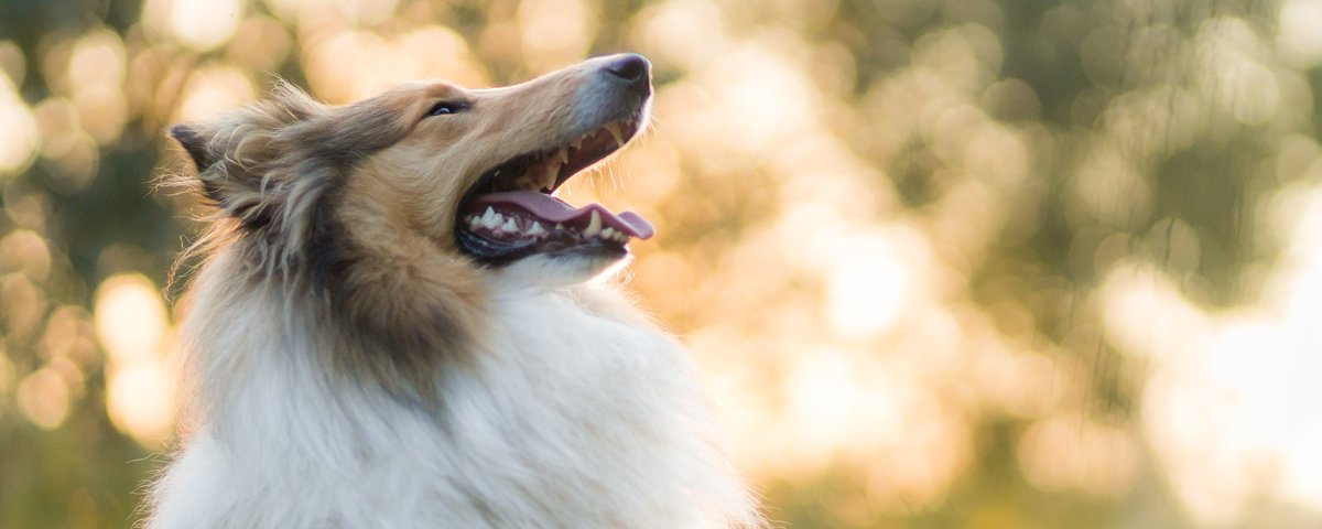 Cães com nariz comprido: conheça 4 raças - Mega Curioso