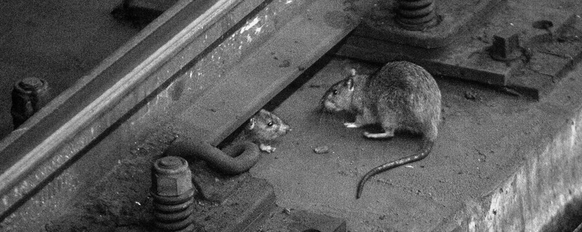 Rato gigante é visto nas ruas do centro de São José do Norte 