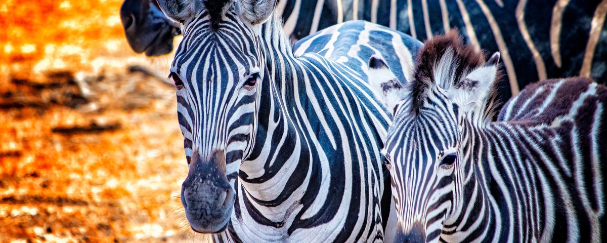 A zebra é um bicho preto com listras brancas ou branco com listras