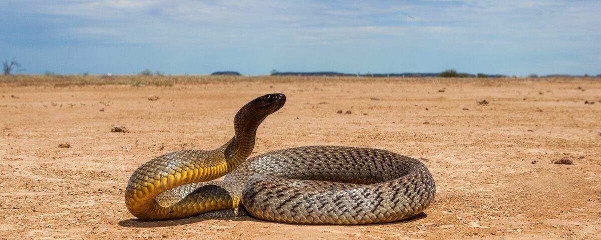 As 10 cobras mais venenosas do mundo