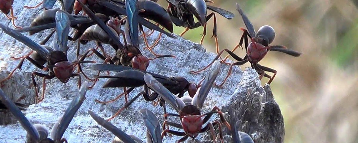 A vespa cavalo-do-cão é um inseto famoso pela sua agressividade e possui a  picada mais dolorosa do mundo - Portal Cidade Luz