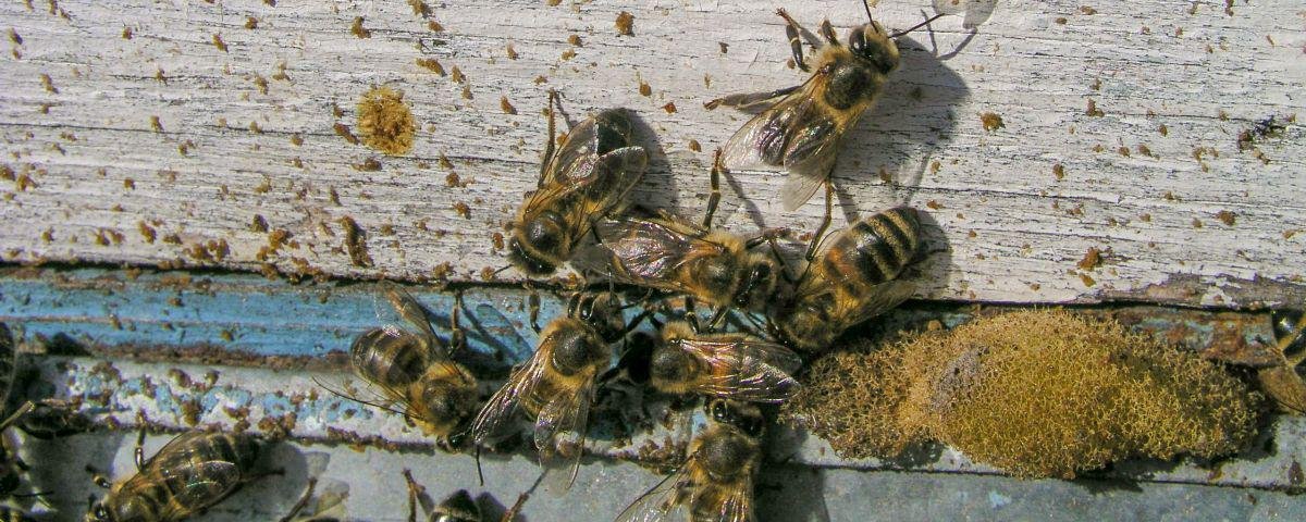 Mamangava: 6 fatos sobre essa incrível abelha - Mega Curioso