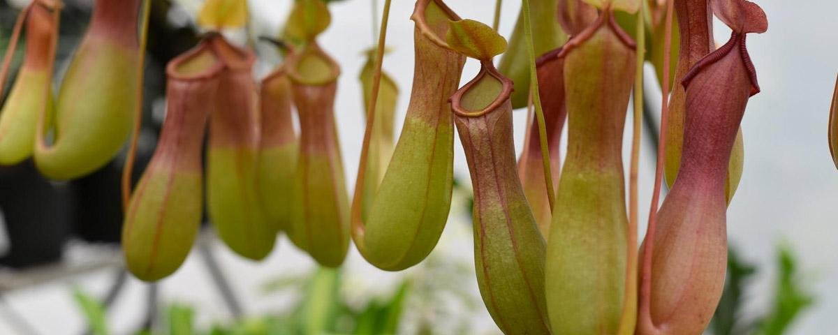 Nepenthes pokemon - Plantas Carnívoras