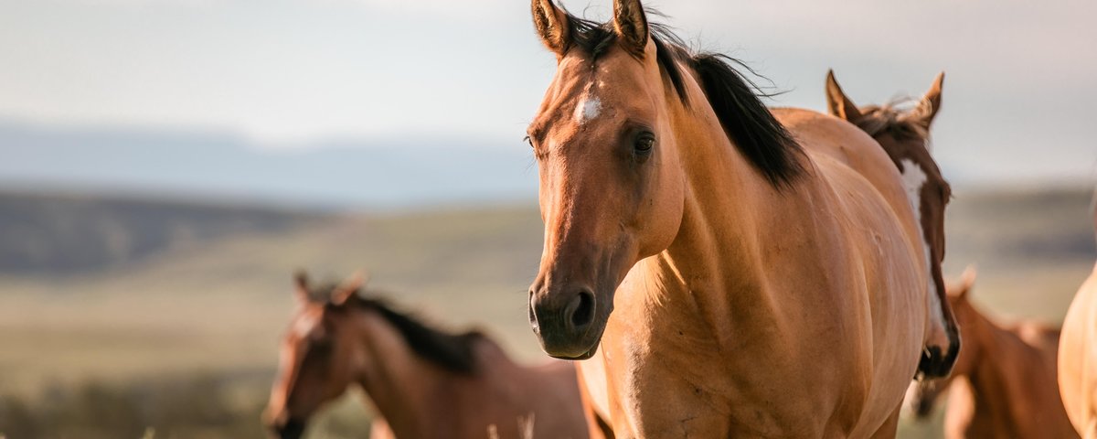 22 curiosidades sobre cavalos que talvez você não conheça