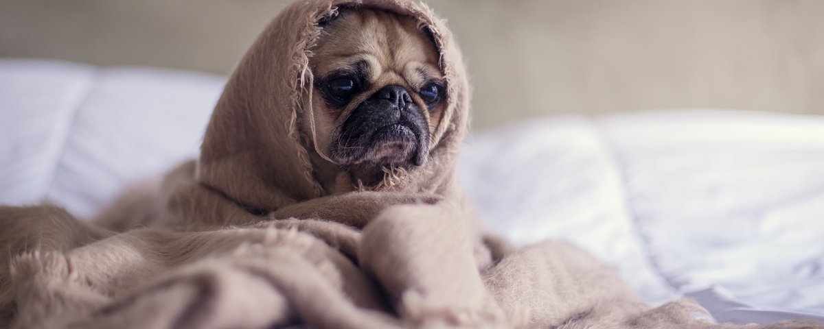 Animais feios também são gente. Vamos falar sobre animais? Afinal