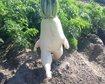 thumb-image-2024-02-29T13:57:12.335Z
