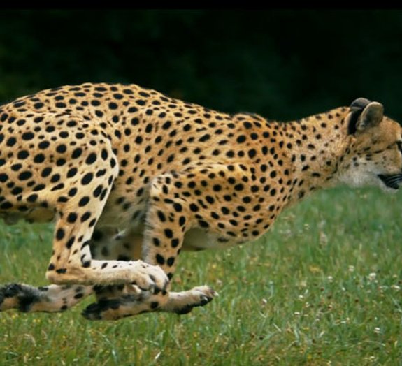 Acompanhe os passos de um guepardo em supercâmera lenta [vídeo]