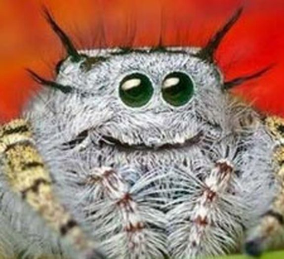 Aracnofobia: as aranhas não são tão grandes quanto você pensava