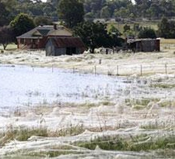 Assustador: floresta de teia de aranha na Austrália