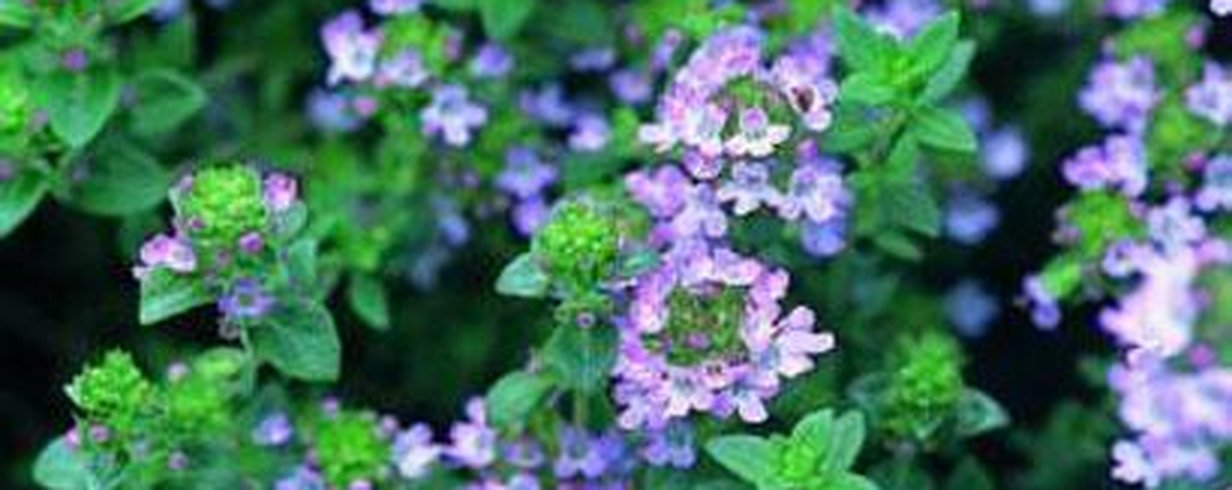 thumb-image-2024-02-29T13:56:52.463Z