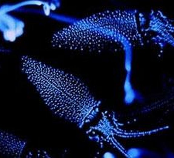 Lulas bioluminescentes dão espetáculo em baía japonesa