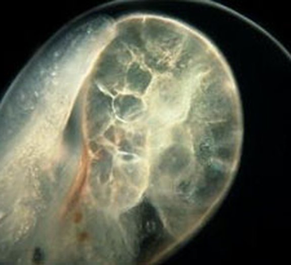 Vídeo mostra a 'dança' dos micro-organismos