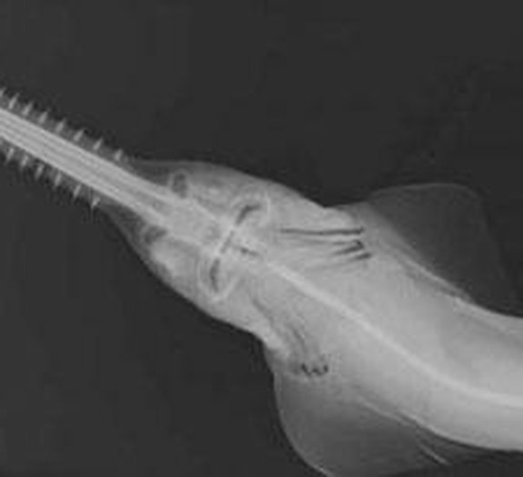 Confira o raio X de incríveis criaturas que habitam os oceanos [galeria]