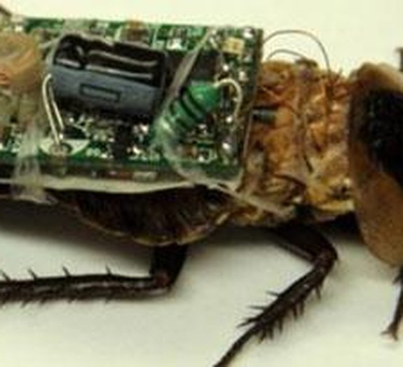 Pesquisadores desenvolvem insetos cibernéticos para a guerra