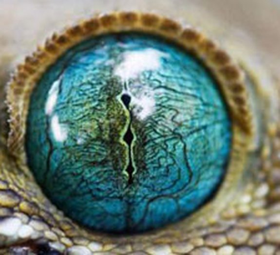 Os olhos mais impressionantes do reino animal [galeria]