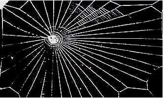 Aranha sob o efeito de LSD