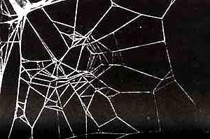 Aranha sob o efeito da cafeína