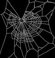 Aranha sob o efeito da maconha